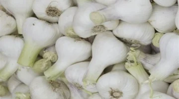 أقوى 5 أطعمة.. قائمة سحرية لزيادة كرات الدم البيضاء وتسريع التعافي من العدوى